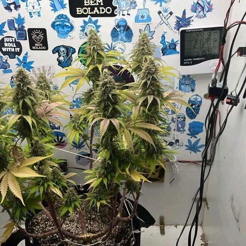 Tropicana Punch growlog timeline photo