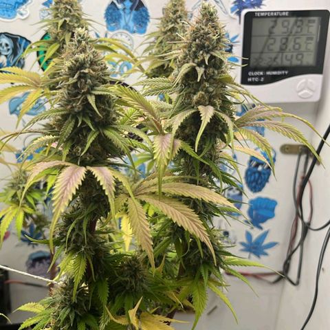 Tropicana Punch growlog timeline photo