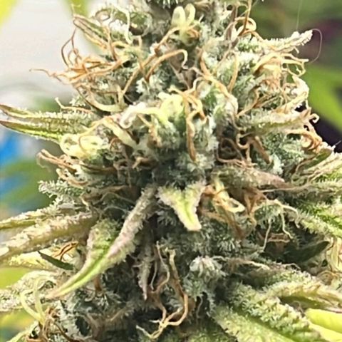 Tropicana Punch growlog timeline photo