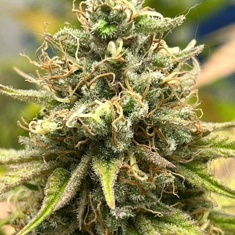 Tropicana Punch growlog timeline photo