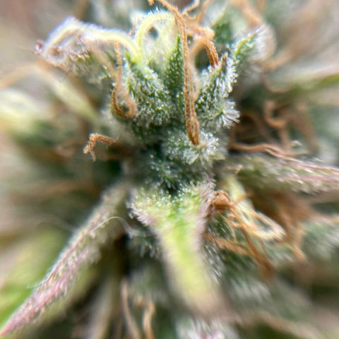 Tropicana Punch growlog timeline photo