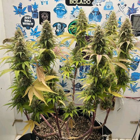 Tropicana Punch growlog timeline photo