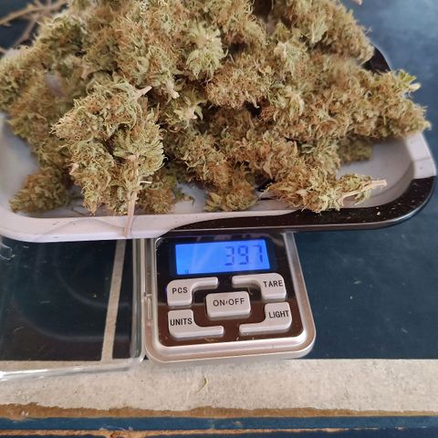 Tropicana Punch growlog timeline photo