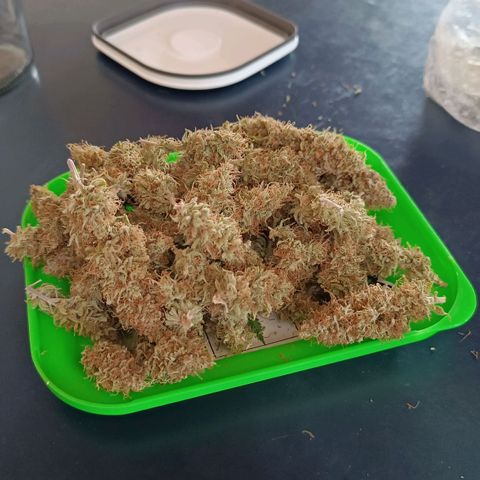 Tropicana Punch growlog timeline photo