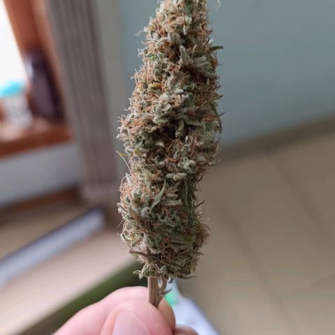 Tropicana Punch growlog timeline photo