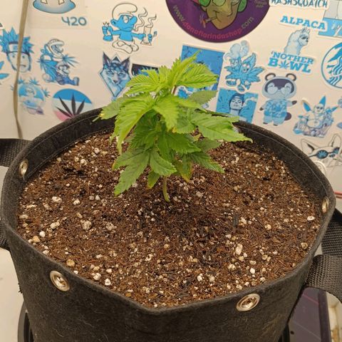 Purple Kush growlog photo: Depois de travar por quase 1 mês por não desenvolver bem no substrato e encontrar pragas nas folhas, foi passado neem para combater. 
Planta começou a desenvolver os nós.