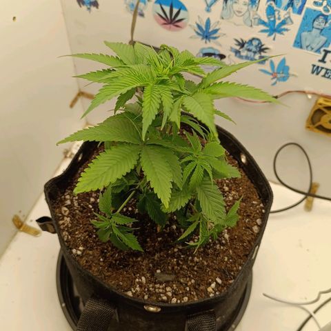 Purple Kush growlog timeline photo
