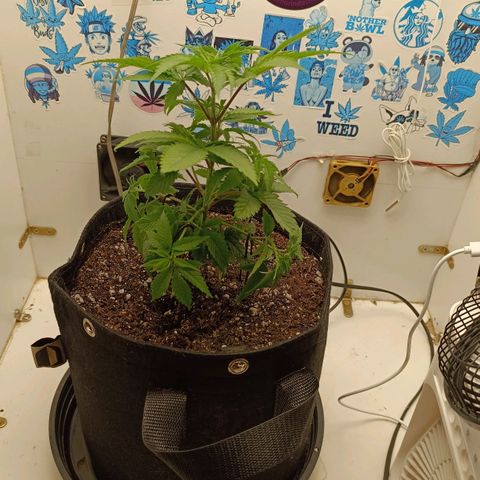 Purple Kush growlog timeline photo