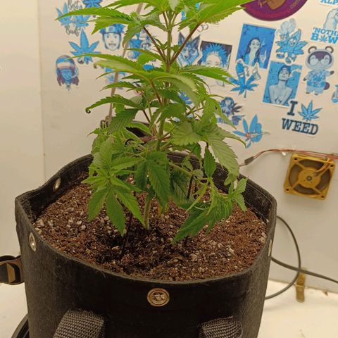 Purple Kush growlog timeline photo