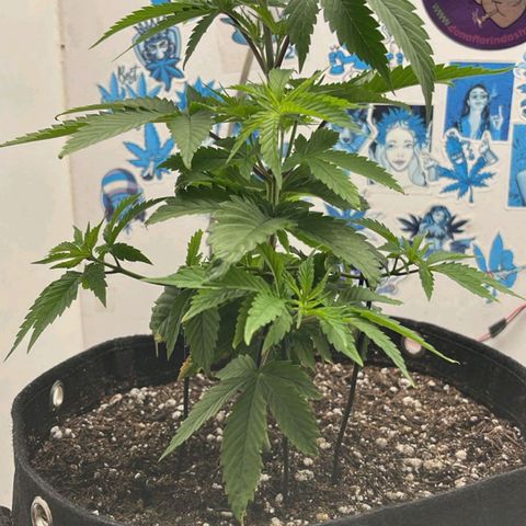 Purple Kush growlog timeline photo