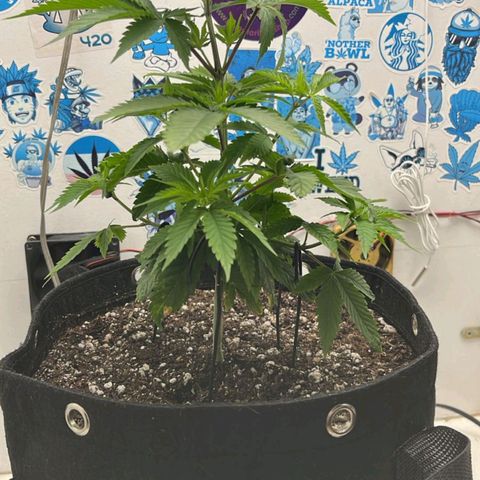 Purple Kush growlog timeline photo
