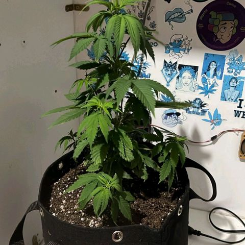Purple Kush growlog timeline photo