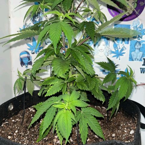 Purple Kush growlog timeline photo