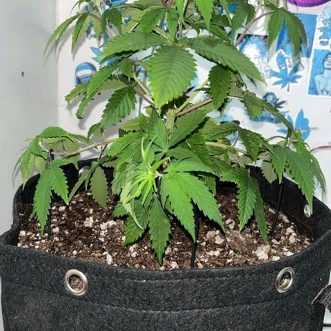 Purple Kush growlog timeline photo