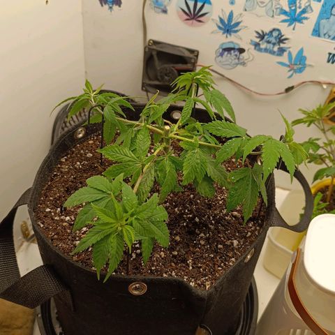 Purple Kush growlog photo: Mainline iniciado
Clones tirados
Semana 1 de treinamento