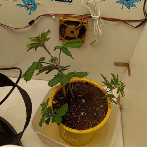 Purple Kush growlog photo: Mainline iniciado
Clones tirados
Semana 1 de treinamento