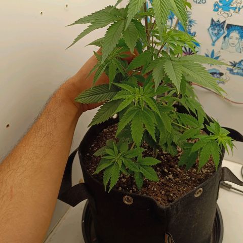 Purple Kush growlog photo: Mainline iniciado
Clones tirados
Semana 1 de treinamento