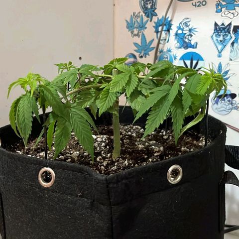 Purple Kush growlog timeline photo