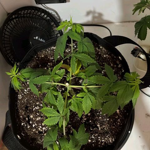 Purple Kush growlog timeline photo