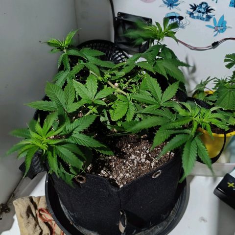 Purple Kush growlog photo: Antes/Depois
Limpeza para a 2ª fase do mainline