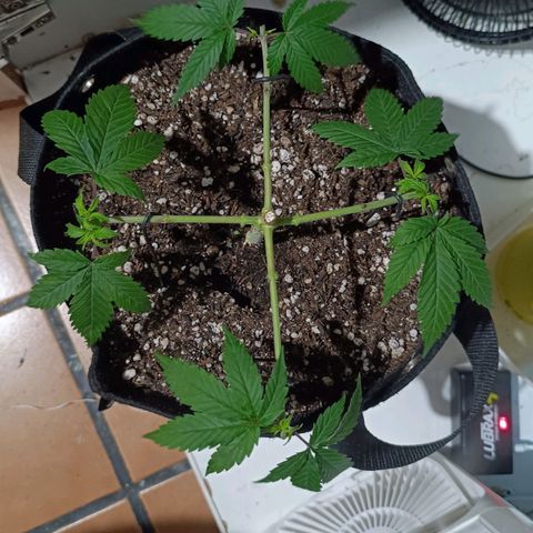 Purple Kush growlog photo: Antes/Depois
Limpeza para a 2ª fase do mainline