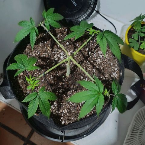 Purple Kush growlog photo: Antes/Depois
Limpeza para a 2ª fase do mainline