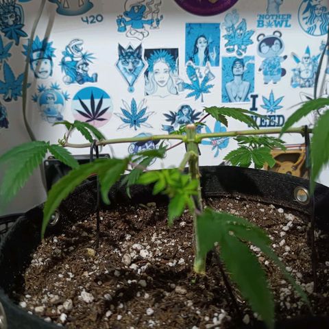 Purple Kush growlog photo: Antes/Depois
Limpeza para a 2ª fase do mainline