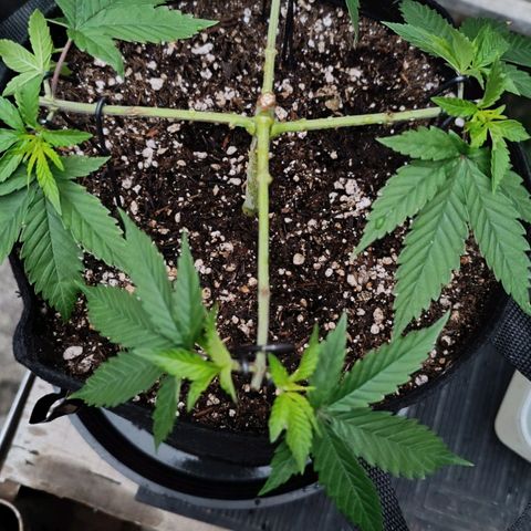 Purple Kush growlog photo: Separação de novos nós em Y
