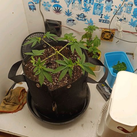 Purple Kush growlog photo: Separação de novos nós em Y