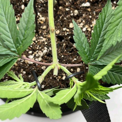 Purple Kush growlog timeline photo
