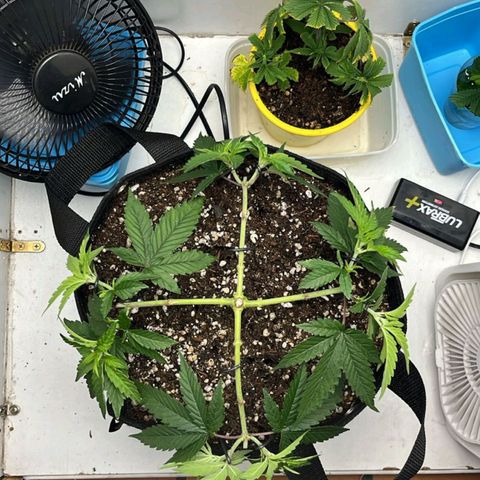 Purple Kush growlog timeline photo