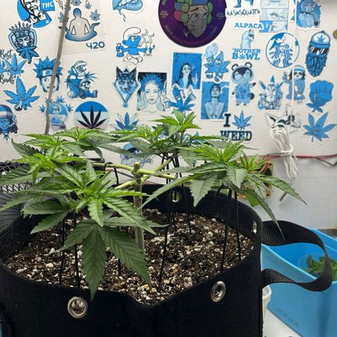 Purple Kush growlog timeline photo