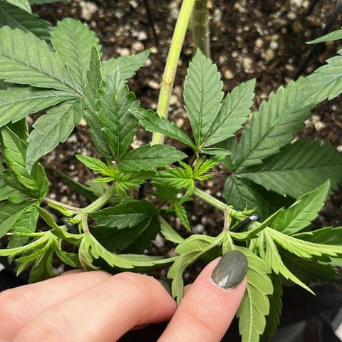 Purple Kush growlog timeline photo