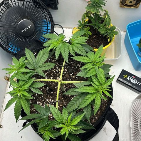Purple Kush growlog timeline photo