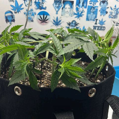 Purple Kush growlog timeline photo