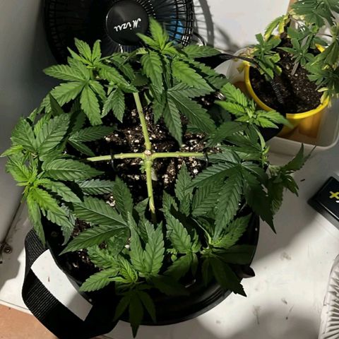 Purple Kush growlog timeline photo