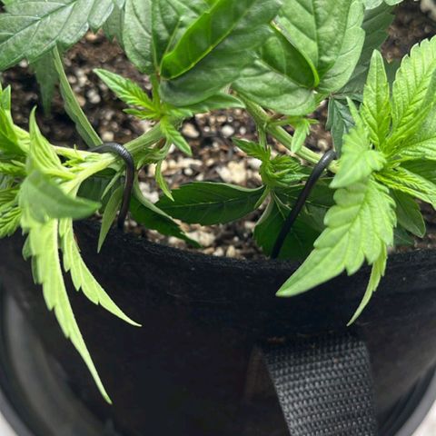 Purple Kush growlog timeline photo