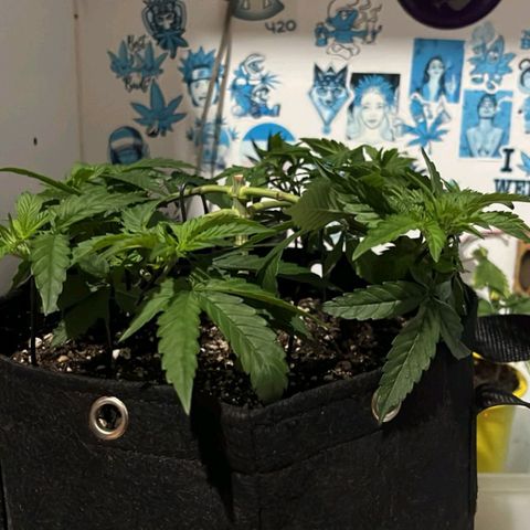 Purple Kush growlog timeline photo