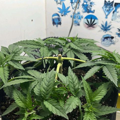 Purple Kush growlog timeline photo