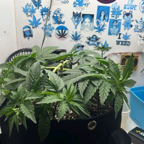 Purple Kush growlog timeline photo
