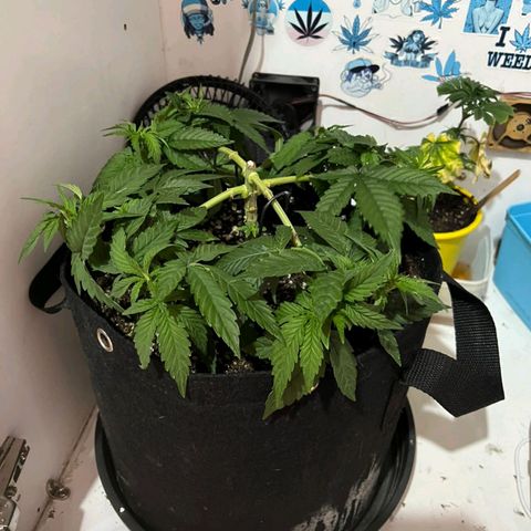 Purple Kush growlog timeline photo
