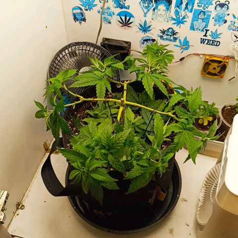 Purple Kush growlog timeline photo