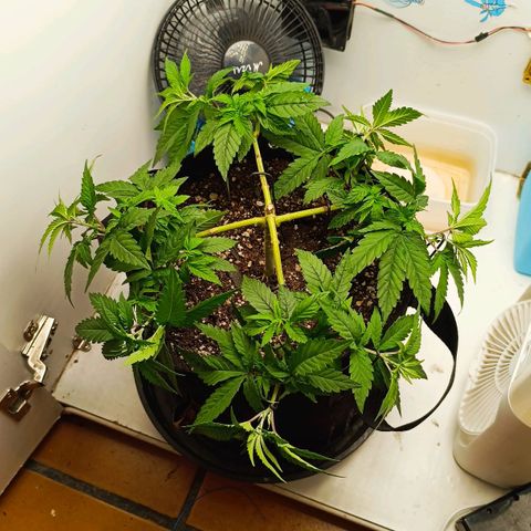 Purple Kush growlog timeline photo
