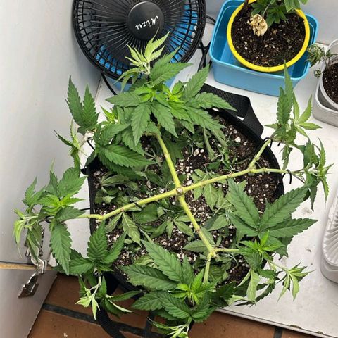 Purple Kush growlog timeline photo
