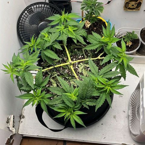 Purple Kush growlog timeline photo