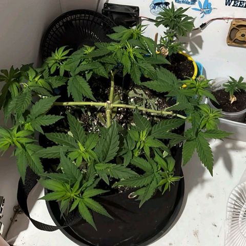 Purple Kush growlog timeline photo