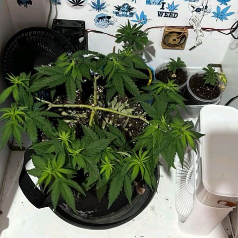 Purple Kush growlog timeline photo