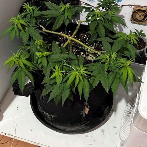Purple Kush growlog timeline photo
