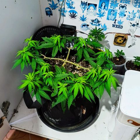 Purple Kush growlog photo: Scrog definitivo no grow para a floração