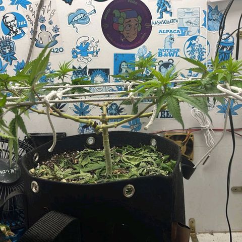 Purple Kush growlog photo: Últimos ajustes nos nós para crescer verticalmente para a floração